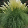 Cortaderia White Pampas Grass Plant Supplied In A 3 Litre Pot -Leaf Shop cortaderia white pampas grass plant supplied in a 3 litre pot5061013079204 01c MP