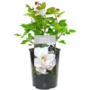 Crystal Wedding 15th Anniversary White Rose - Outdoor Plant, Ideal For Gardens, Compact Size -Leaf Shop crystal wedding 15th anniversary white rose outdoor plant ideal for gardens compact size5051641544663 01c MP
