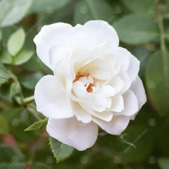 Crystal Wedding 15th Anniversary White Rose - Outdoor Plant, Ideal For Gardens, Compact Size -Leaf Shop crystal wedding 15th anniversary white rose outdoor plant ideal for gardens compact size5051641544663 02c MP