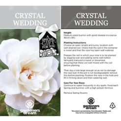 Crystal Wedding 15th Anniversary White Rose - Outdoor Plant, Ideal For Gardens, Compact Size -Leaf Shop crystal wedding 15th anniversary white rose outdoor plant ideal for gardens compact size5051641544663 03c MP