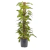 Devil's Ivy In 24cm Black Plastic Grow Pot -Leaf Shop devil s ivy in 24cm black plastic grow pot3663602462484 02c bq