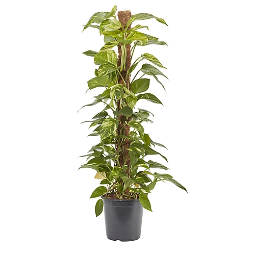 Devil's Ivy In 24cm Black Plastic Grow Pot 3 Devil's Ivy In 24cm Black Plastic Grow Pot