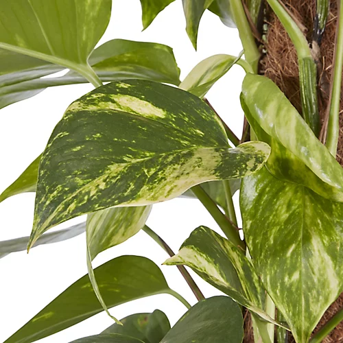 Devil's Ivy In 24cm Black Plastic Grow Pot 4 Devil's Ivy In 24cm Black Plastic Grow Pot - Image 2