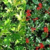 Direct Plants 10X LARGE 2FT+ ILEX AQUIFOLIUM 'ALASKA' HOLLY PLANTS - EVERGREEN HEDGING TREES - 2L -Leaf Shop direct plants 10x large 2ft ilex aquifolium alaska holly plants evergreen hedging trees 2l5061013075084 01c MP