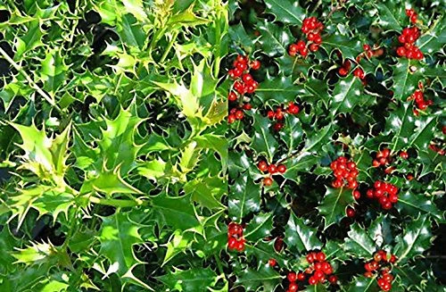 Direct Plants 10X LARGE 2FT+ ILEX AQUIFOLIUM 'ALASKA' HOLLY PLANTS - EVERGREEN HEDGING TREES - 2L 3 Direct Plants 10X LARGE 2FT+ ILEX AQUIFOLIUM 'ALASKA' HOLLY PLANTS - EVERGREEN HEDGING TREES - 2L