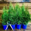 Direct Plants 10x Thuja Smaragd Dwarf Ornamental Conifer Plants Trees Large Supplied In 1 Litre Pots -Leaf Shop direct plants 10x thuja smaragd dwarf ornamental conifer plants trees large supplied in 1 litre pots5061013076722 01c MP
