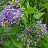 Direct Plants 1X 3-4FT LARGE SOLANUM CRISPUM GLASNEVIN BLUE FLOWERING CLIMBING PLANT 3L -Leaf Shop direct plants 1x 3 4ft large solanum crispum glasnevin blue flowering climbing plant 3l5061026500009 01c MP