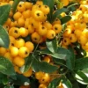 Direct Plants 1X 3FT LARGE PYRACANTHA SOLIEL D'OR PLANT - EVERGREEN SHRUB - 2L -Leaf Shop direct plants 1x 3ft large pyracantha soliel d or plant evergreen shrub 2l5061013071970 01c MP
