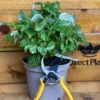 Direct Plants 1X LARGE POTTED PATIO DWARF RASPBERRY SWEET SUNSHINE FRUIT PLANTS SUMMER FRUITING 3L -Leaf Shop direct plants 1x large potted patio dwarf raspberry sweet sunshine fruit plants summer fruiting 3l5061013078856 01c MP