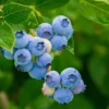 Direct Plants 3x Large Bluecrop Blueberry Bush Fruit Plants Large Supplied In 2 Litre Round Pots -Leaf Shop direct plants 3x large bluecrop blueberry bush fruit plants large supplied in 2 litre round pots5061013070096 01c MP