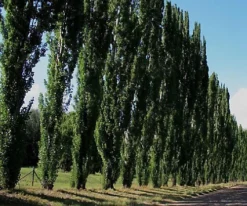 Direct Plants 5x 5-6ft Tall Large Populus Nigra Poplar Italica Hedging Windbreak Trees