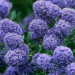 Direct Plants Ceanothus Puget Blue Californian Lilac Shrub Large 2-3ft In A 3 Litre Pot