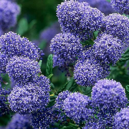 Direct Plants Ceanothus Puget Blue Californian Lilac Shrub Large 2-3ft In A 3 Litre Pot 3 Direct Plants Ceanothus Puget Blue Californian Lilac Shrub Large 2-3ft In A 3 Litre Pot