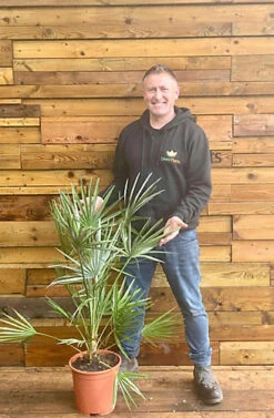 Direct Plants Chamaerops European Fan Palm Tree 3.5-4ft Plant In A 10 Litre Pot