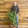 Direct Plants Chamaerops European Fan Palm Tree 3ft Plant In A 7.5 Litre Pot -Leaf Shop direct plants chamaerops european fan palm tree 3ft plant in a 7 5 litre pot5061013070454 01c MP