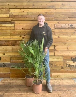 Direct Plants Chamaerops European Fan Palm Tree 3ft Plant In A 7.5 Litre Pot