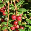 Direct Plants Chilean Guava Myrtus Ugni Plant, Strawberry Myrtle Supplied In A 9cm Pot -Leaf Shop direct plants chilean guava myrtus ugni plant strawberry myrtle supplied in a 9cm pot5061013070195 01c MP