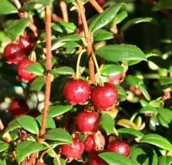 Direct Plants Chilean Guava Myrtus Ugni Plant, Strawberry Myrtle Supplied In A 9cm Pot
