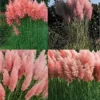 Direct Plants Cortaderia Rosea Pink Pampas Grass Plant 3-4ft Supplied In A 3 Litre Pot -Leaf Shop direct plants cortaderia rosea pink pampas grass plant 3 4ft supplied in a 3 litre pot5061013070164 01c MP