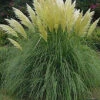 Direct Plants Cortaderia Selloana White Pampas Grass Plant 3-4ft Supplied In A 5 Litre Pot -Leaf Shop direct plants cortaderia selloana white pampas grass plant 3 4ft supplied in a 5 litre pot5061013070225 01c MP