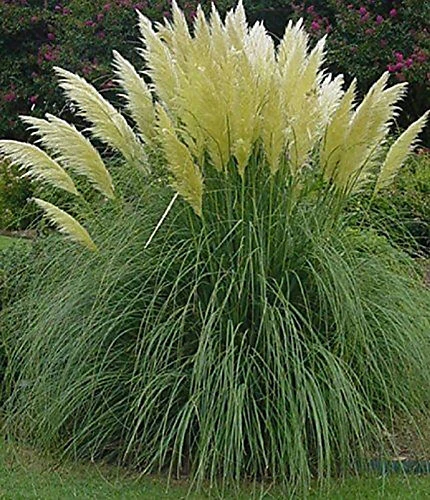 Direct Plants Cortaderia Selloana White Pampas Grass Plant 3-4ft Supplied In A 5 Litre Pot 3 Direct Plants Cortaderia Selloana White Pampas Grass Plant 3-4ft Supplied In A 5 Litre Pot