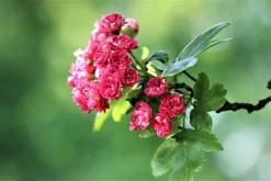 Direct Plants Crataegus Paul's Scarlet Tree 5-6ft Supplied In A 7.5 Litre Pot