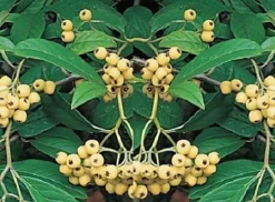 Direct Plants Extra Large Cotoneaster Rothschild Evergreen Tree 5-6ft Supplied In A 7.5 Litre Pot