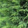Direct Plants Green Leylandii Cupressocyparis Leylandii Hedging Trees Pack Of 10 40-60cm Tall -Leaf Shop direct plants green leylandii cupressocyparis leylandii hedging trees pack of 10 40 60cm tall5061013077989 01c MP