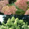 Direct Plants Hydrangea Paniculata Limelight Shrub Plant Huge Flowers Supplied In A 3 Litre Pot -Leaf Shop direct plants hydrangea paniculata limelight shrub plant huge flowers supplied in a 3 litre pot5061013072526 01c MP