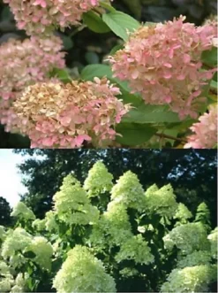 Direct Plants Hydrangea Paniculata Limelight Shrub Plant Huge Flowers Supplied In A 3 Litre Pot