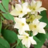 Direct Plants Jasminum Clotted Cream Jasmine Climbing Plant 3-4ft Large Supplied In A 3 Litre Pot -Leaf Shop direct plants jasminum clotted cream jasmine climbing plant 3 4ft large supplied in a 3 litre pot5061013079785 01c MP