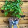 Direct Plants Large Blackberry Tiny Black Thornless Dwarf Fruit Bush Plant Ideal For Patio Pots 3 Litre -Leaf Shop direct plants large blackberry tiny black thornless dwarf fruit bush plant ideal for patio pots 3 litre5061013073899 01c MP