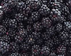 Direct Plants Large Blackberry Tiny Black Thornless Dwarf Fruit Bush Plant Ideal For Patio Pots 3 Litre -Leaf Shop direct plants large blackberry tiny black thornless dwarf fruit bush plant ideal for patio pots 3 litre5061013073899 03c MP