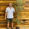 Direct Plants Large Olea Europaea Olive Tree 5-6ft Tall Supplied In A 7.5 Litre Pot -Leaf Shop direct plants large olea europaea olive tree 5 6ft tall supplied in a 7 5 litre pot5061013078009 01c MP