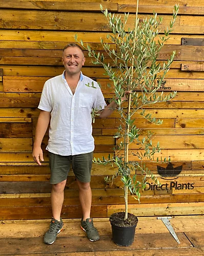 Direct Plants Large Olea Europaea Olive Tree 5-6ft Tall Supplied In A 7.5 Litre Pot 3 Direct Plants Large Olea Europaea Olive Tree 5-6ft Tall Supplied In A 7.5 Litre Pot