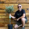 Direct Plants Large Standard Olive Tree 3ft With Chunky Lollipop Head Supplied In A 7.5 Litre Pot -Leaf Shop direct plants large standard olive tree 3ft with chunky lollipop head supplied in a 7 5 litre pot5061013070560 01c MP