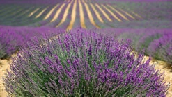 Direct Plants Lavender Dwarf Hidcote Ideal For Hedging Or Borders Pack Of 10 Plants -Leaf Shop direct plants lavender dwarf hidcote ideal for hedging or borders pack of 10 plants5061013070027 02c MP