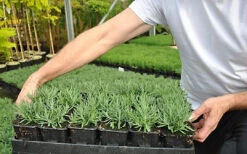 Direct Plants Lavender Dwarf Hidcote Ideal For Hedging Or Borders Pack Of 10 Plants -Leaf Shop direct plants lavender dwarf hidcote ideal for hedging or borders pack of 10 plants5061013070027 03c MP