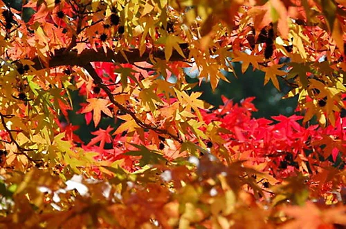 Direct Plants Liquidambar Styraciflua Plant Ornamental Tree 3ft Supplied In A 3 Litre Pot 3 Direct Plants Liquidambar Styraciflua Plant Ornamental Tree 3ft Supplied In A 3 Litre Pot