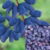 Direct Plants Lonicera Caerulea Morena Honeyberry Fruit Bush 40-60cm Supplied In A 3 Litre Pot -Leaf Shop direct plants lonicera caerulea morena honeyberry fruit bush 40 60cm supplied in a 3 litre pot5061013079891 01c MP