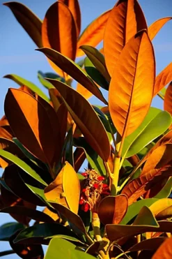 Direct Plants Magnolia Grandiflora The Evergreen Magnolia Tree Large 5ft Tall Supplied In A 12 Litre Pot