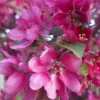 Direct Plants Malus Director Moorland Flowering Crab Apple Tree 6ft Tall Supplied In A 7.5 Litre Pot -Leaf Shop direct plants malus director moorland flowering crab apple tree 6ft tall supplied in a 7 5 litre pot5061013070591 01c MP