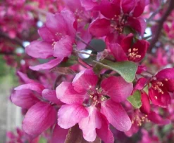 Direct Plants Malus Director Moorland Flowering Crab Apple Tree 6ft Tall Supplied In A 7.5 Litre Pot