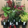 Direct Plants Mixed Garden Shrub Selection, Pack Of 10 Supplied In 9cm Pots 2 Direct Plants Mixed Garden Shrub Selection, Pack Of 10 Supplied In 9cm Pots -Leaf Shop direct plants mixed garden shrub selection pack of 10 supplied in 9cm pots5061013078580 01c MP