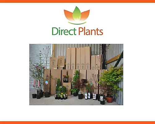 Direct Plants Mixed Garden Shrub Selection, Pack Of 10 Supplied In 9cm Pots 4 Direct Plants Mixed Garden Shrub Selection, Pack Of 10 Supplied In 9cm Pots - Image 2