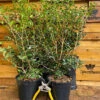 Direct Plants Osmanthus Burkwoodii Evergreen Fragrant Plant Shrub Large In A 3 Litre Pot 1 Direct Plants Osmanthus Burkwoodii Evergreen Fragrant Plant Shrub Large In A 3 Litre Pot -Leaf Shop direct plants osmanthus burkwoodii evergreen fragrant plant shrub large in a 3 litre pot5061013075503 01c MP