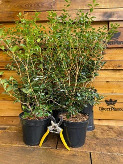Direct Plants Osmanthus Burkwoodii Evergreen Fragrant Plant Shrub Large In A 3 Litre Pot