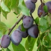Direct Plants Prunus Marjories Seedling Plum Fruit Tree 5-6ft Large Specimen Supplied In A 7.5 Litre Pot -Leaf Shop direct plants prunus marjories seedling plum fruit tree 5 6ft large specimen supplied in a 7 5 litre pot5061013078276 01c MP