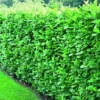 Direct Plants Prunus Rotundifolia Cherry Laurel Hedging Plants 2ft Pack Of 10 Supplied In 2 Litre Pots 1 Direct Plants Prunus Rotundifolia Cherry Laurel Hedging Plants 2ft Pack Of 10 Supplied In 2 Litre Pots -Leaf Shop direct plants prunus rotundifolia cherry laurel hedging plants 2ft pack of 10 supplied in 2 litre pots5061013079983 01c MP
