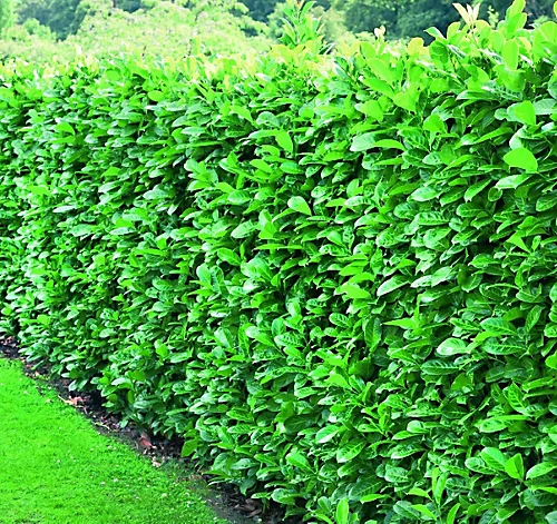Direct Plants Prunus Rotundifolia Cherry Laurel Hedging Plants 2ft Pack Of 10 Supplied In 2 Litre Pots 3 Direct Plants Prunus Rotundifolia Cherry Laurel Hedging Plants 2ft Pack Of 10 Supplied In 2 Litre Pots